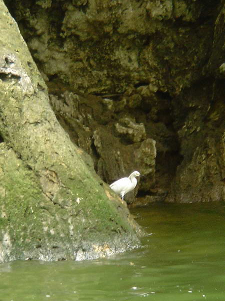 Caon del Sumidero_Rio Grijalva_Chiapas_ 032.jpg