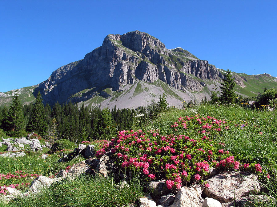 Schilt mit Alpenrosen