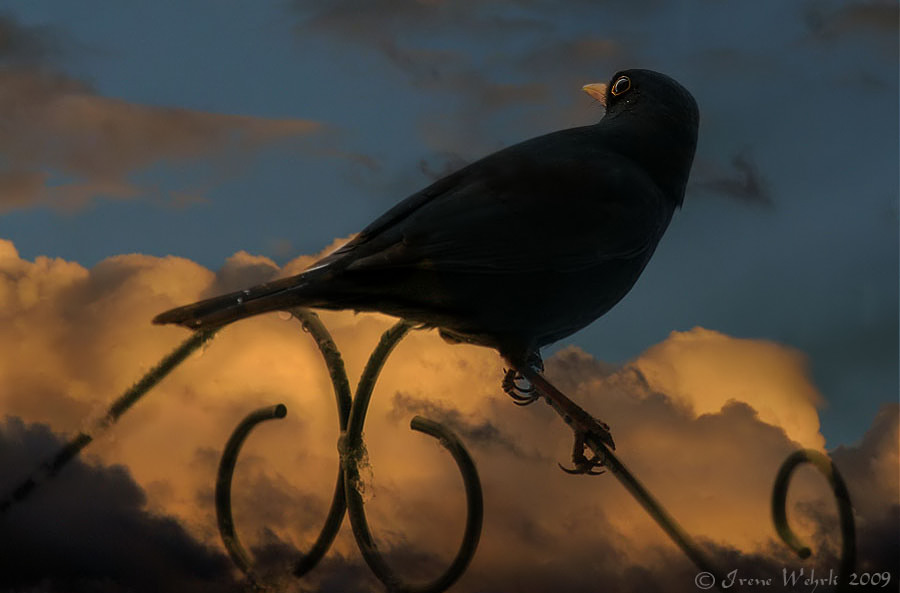 Amsel