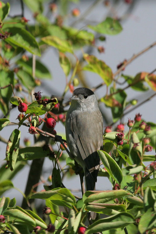 Mnchsgrasmcke/ Eurasian Blackcap