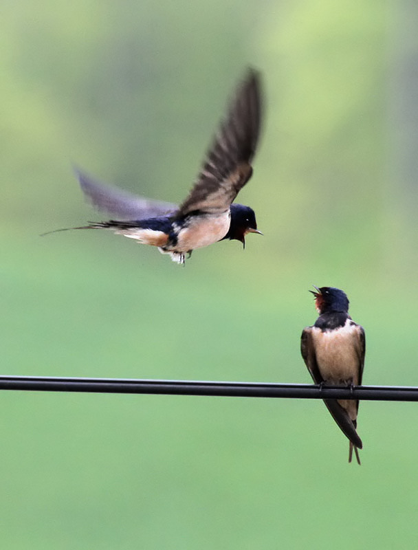 Rauchschwalben / Barn Swallows