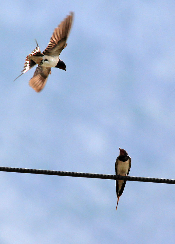 Young Swallows