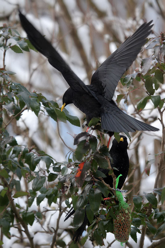 Alpendohle / Alpine Chough 