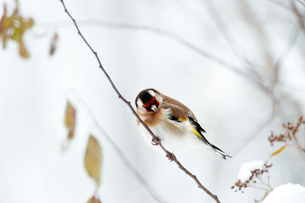 Distelfink / Goldfinch