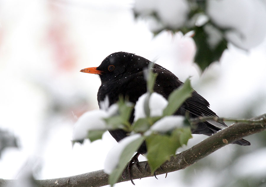 Amsel / Blackbird