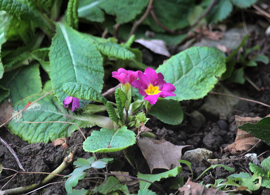 Primroses