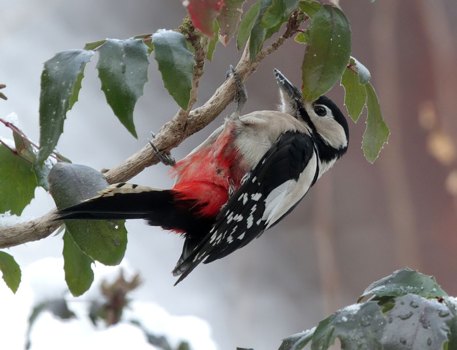 Buntspecht / Great Spotted Woodpecker 