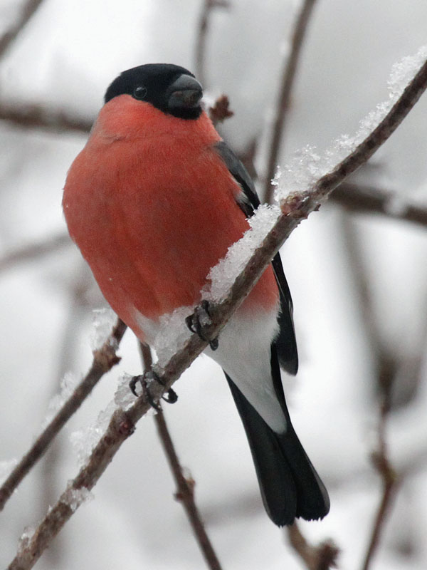 Gimpel / (Eurasian) bullfinch 
