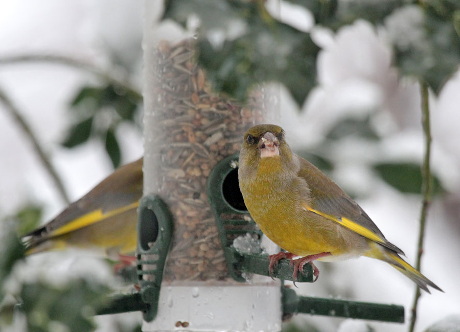 Grnfinken / Greenfinch