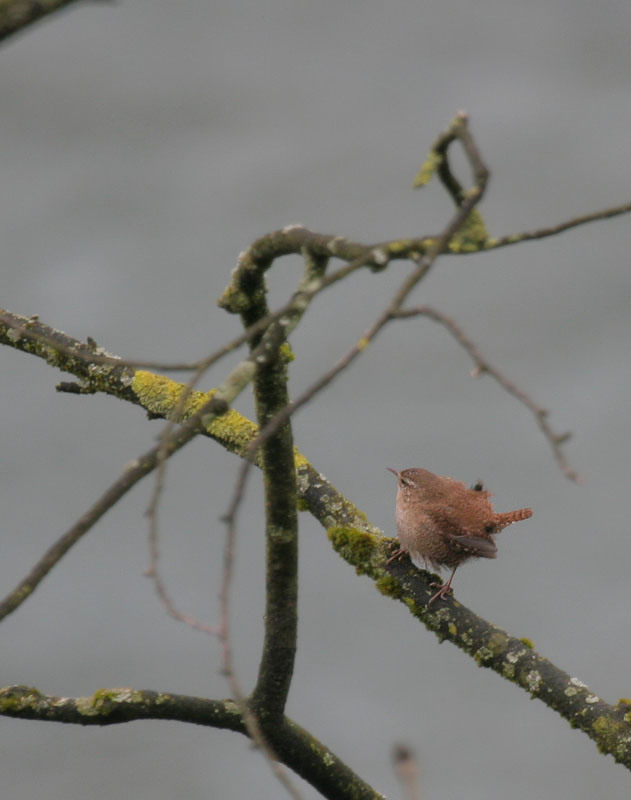 Zaunknig / Winter Wren