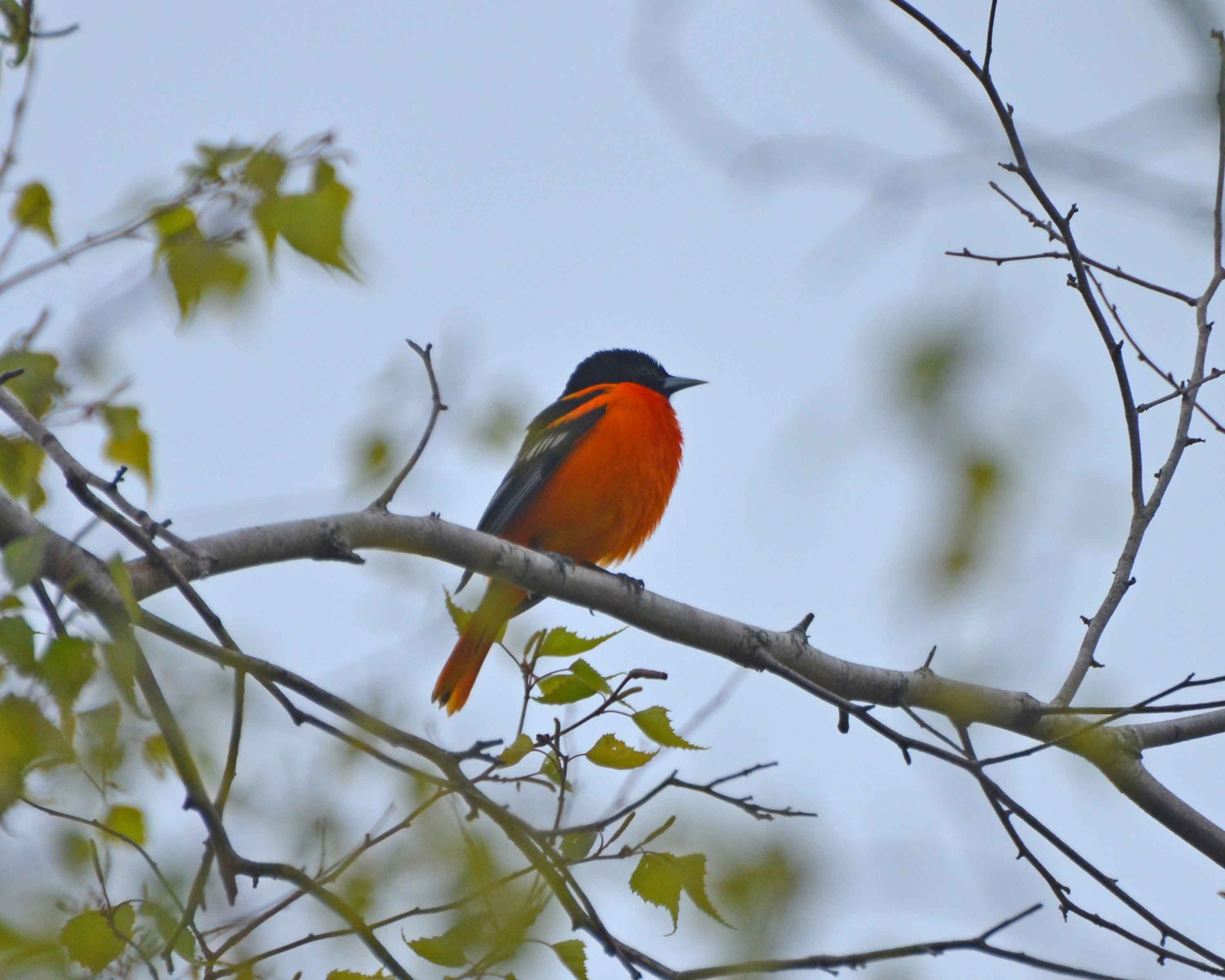 Baltimore Oriole DSC_1720.jpg