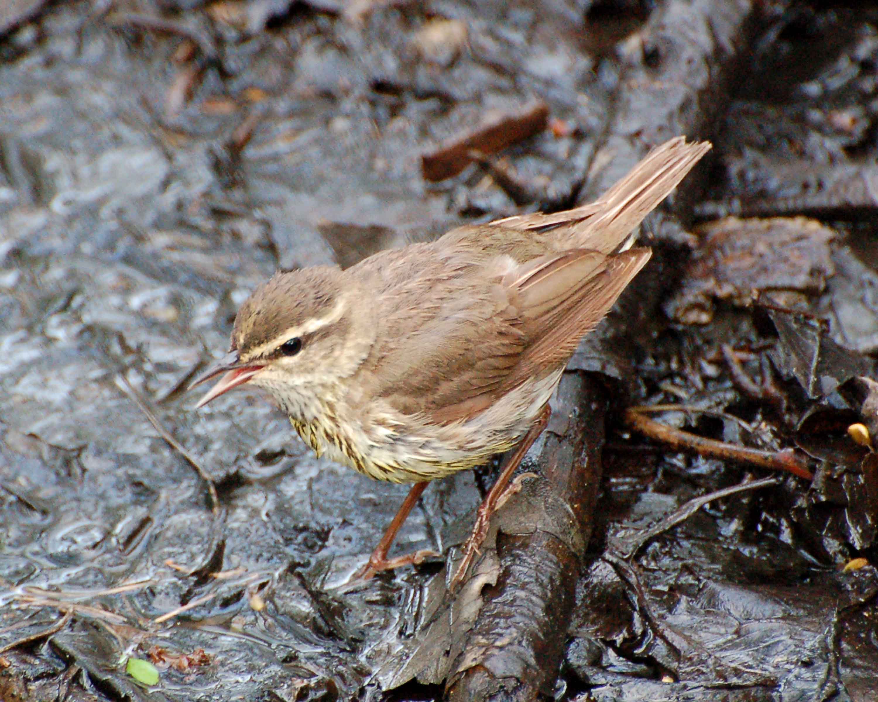northern waterthrush 2007_0517Image0019.jpg
