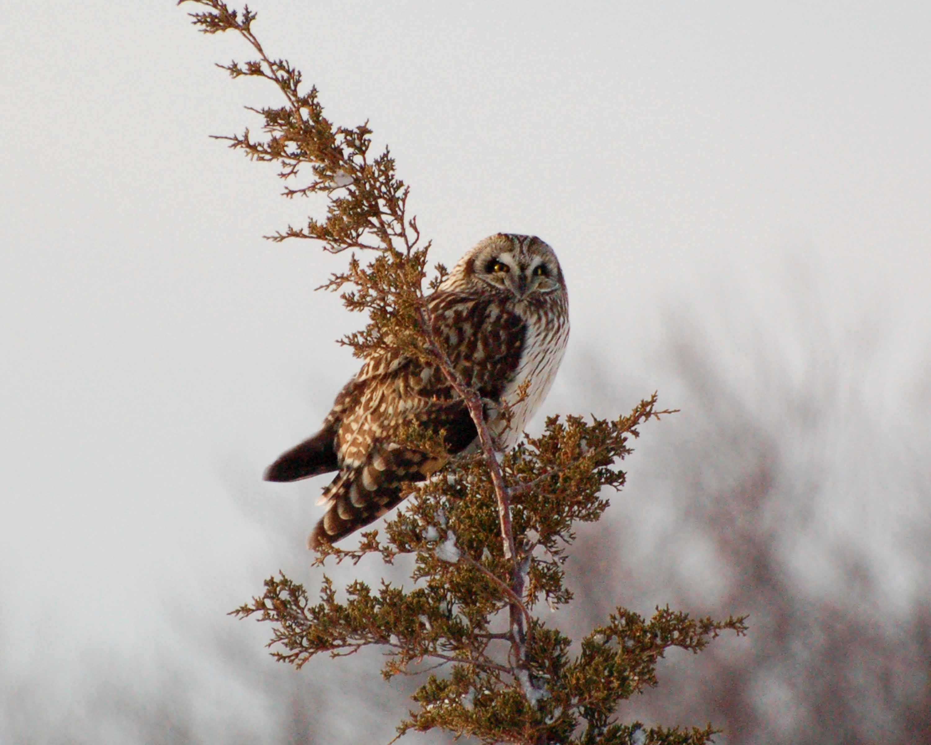 short-eared owl Image0005.jpg