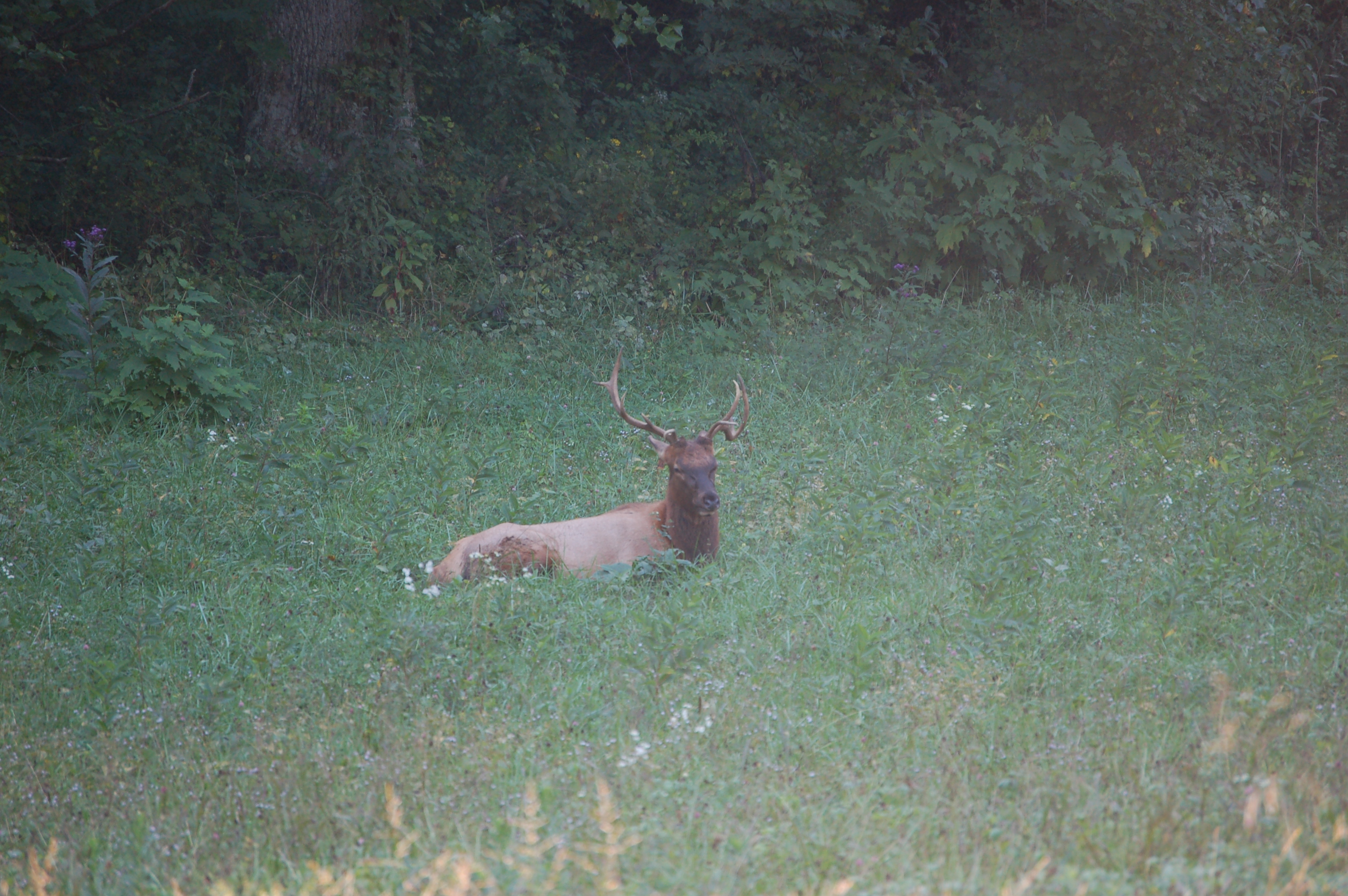 DSC_7217.JPG