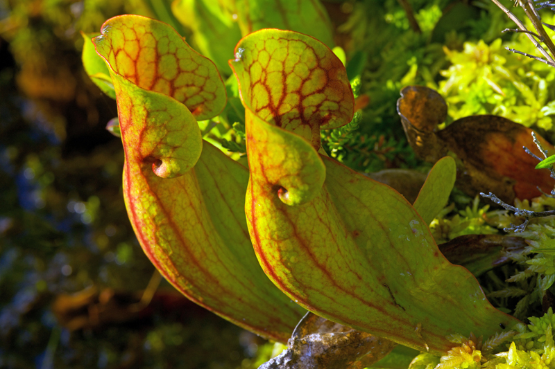 Pitcher Plants