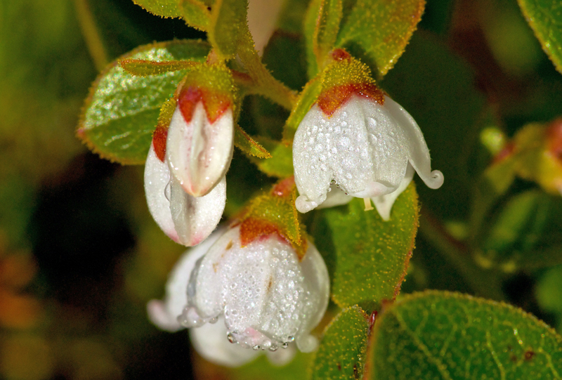 Teaberry