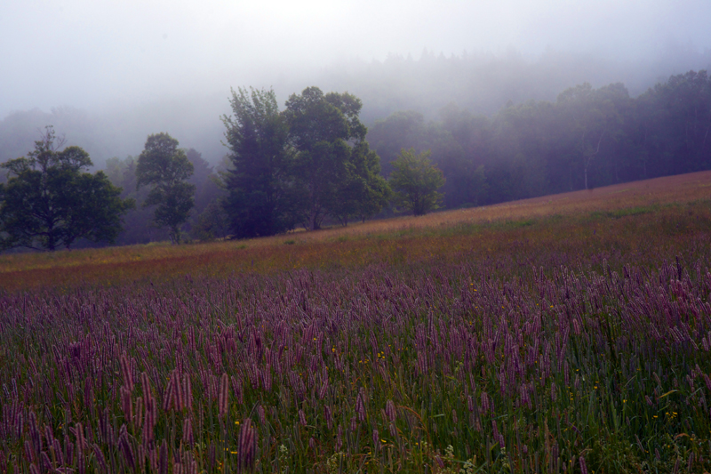 Morning, Shampers Bluff