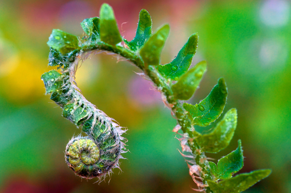 Fern Opening