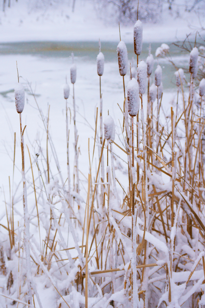 Winter Cattails