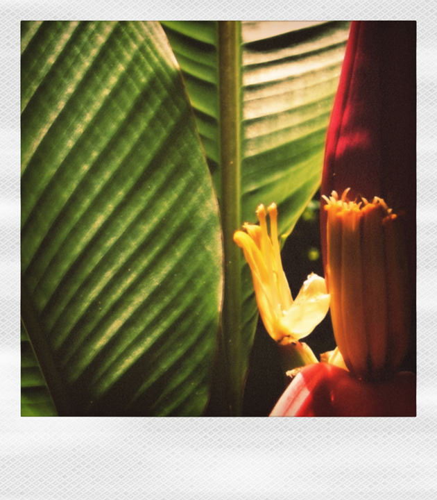 Banana Flower