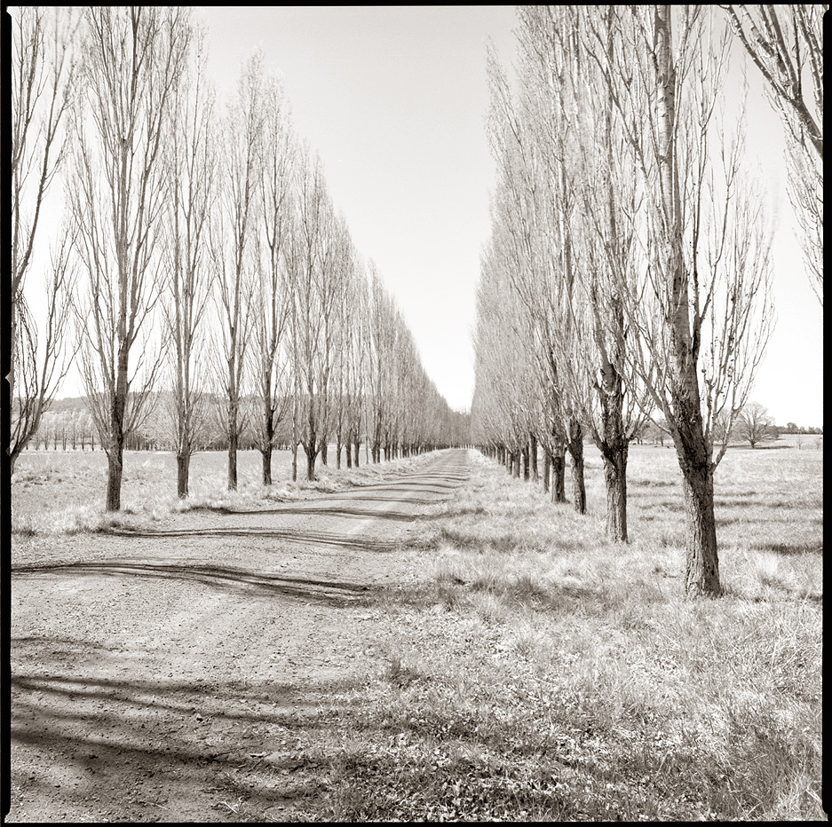 The Avenue #1