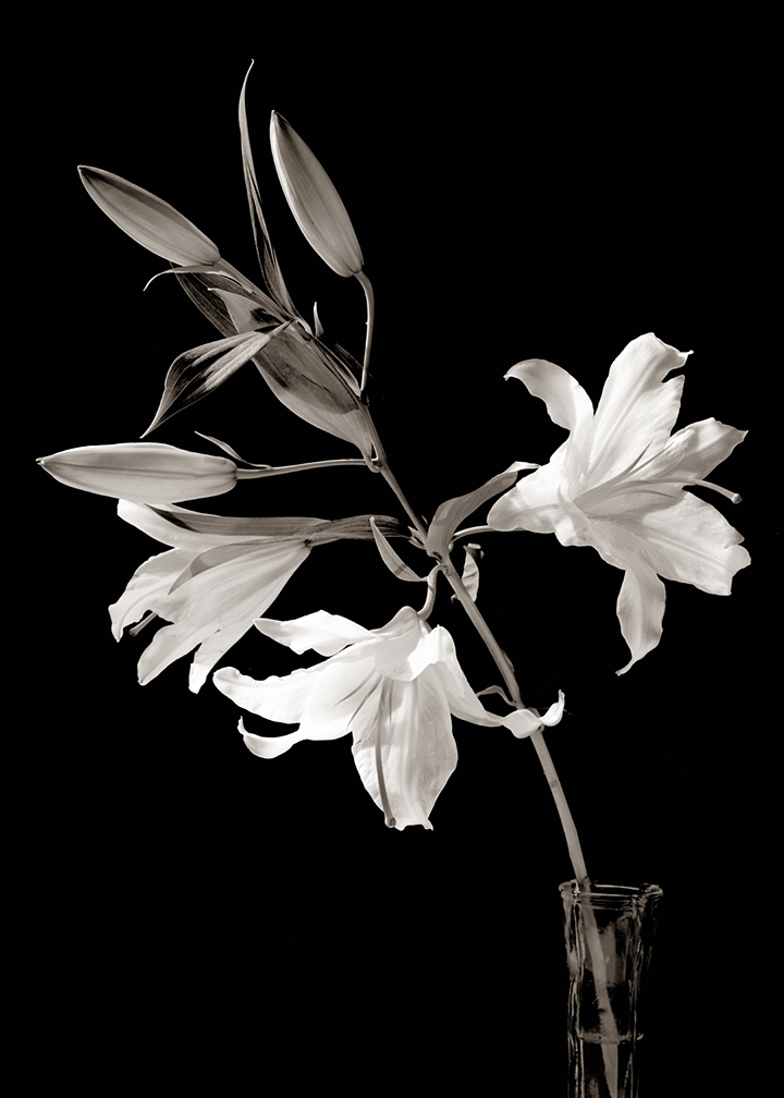 White Lily I