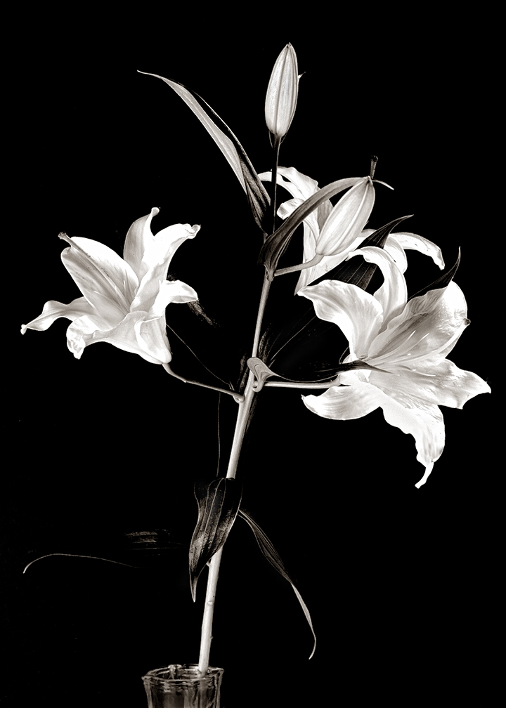 White Lily II