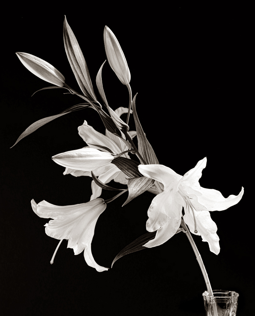 White Lily III