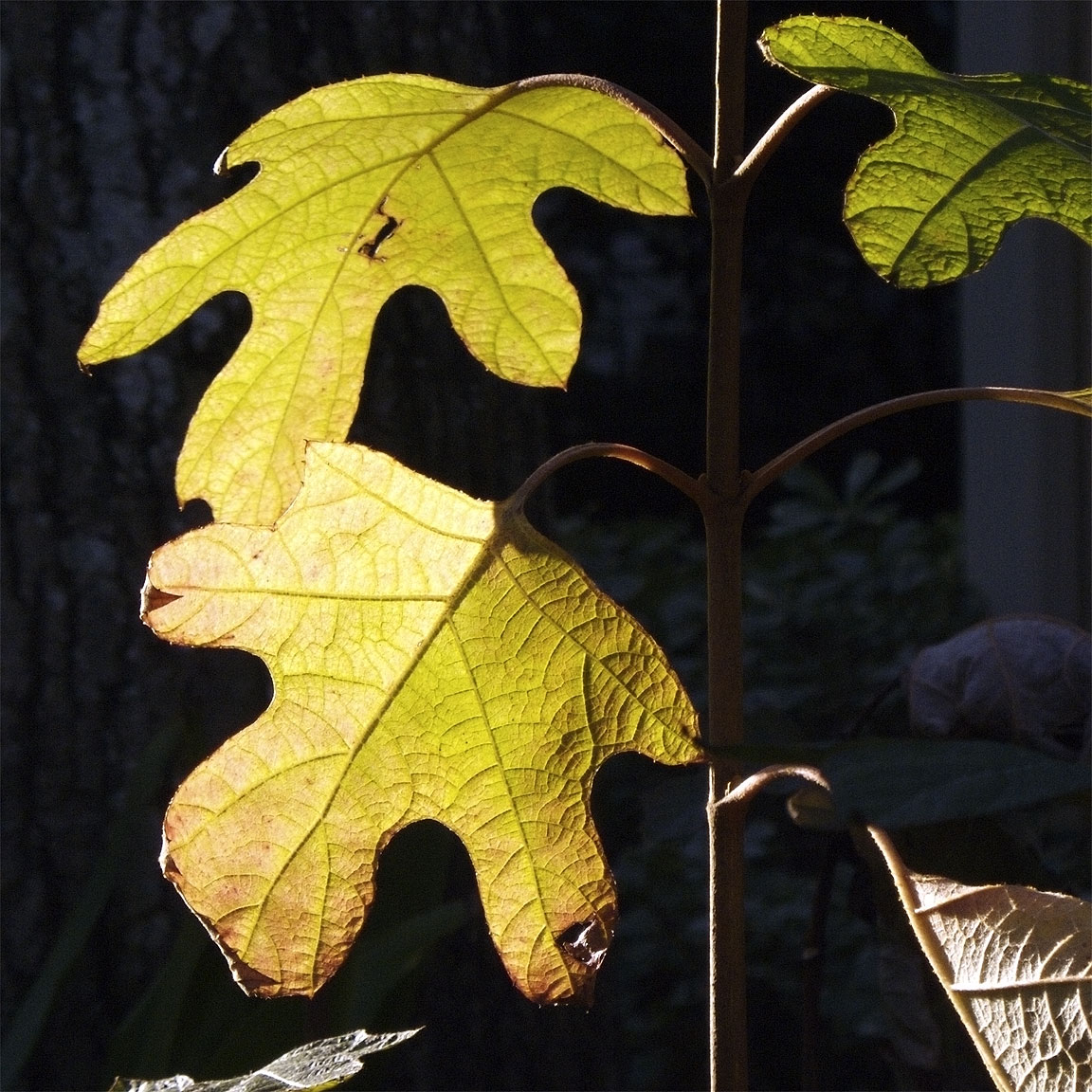 Contre-jour-ishness