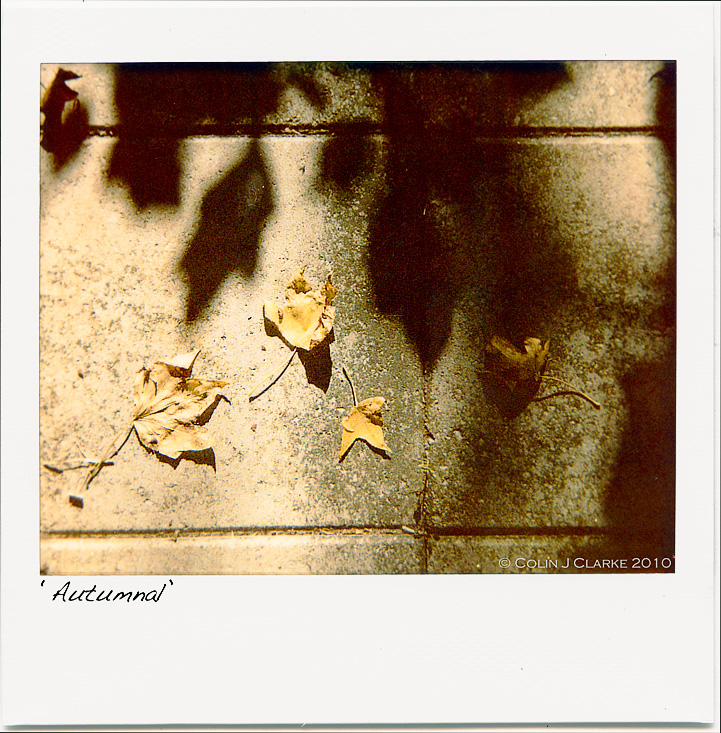 Autumnal PolaroidGarden Path