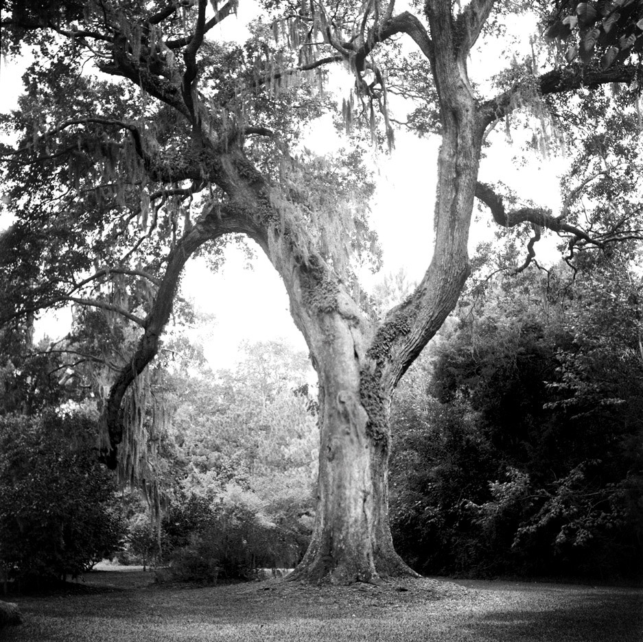 Graflex Oak 3