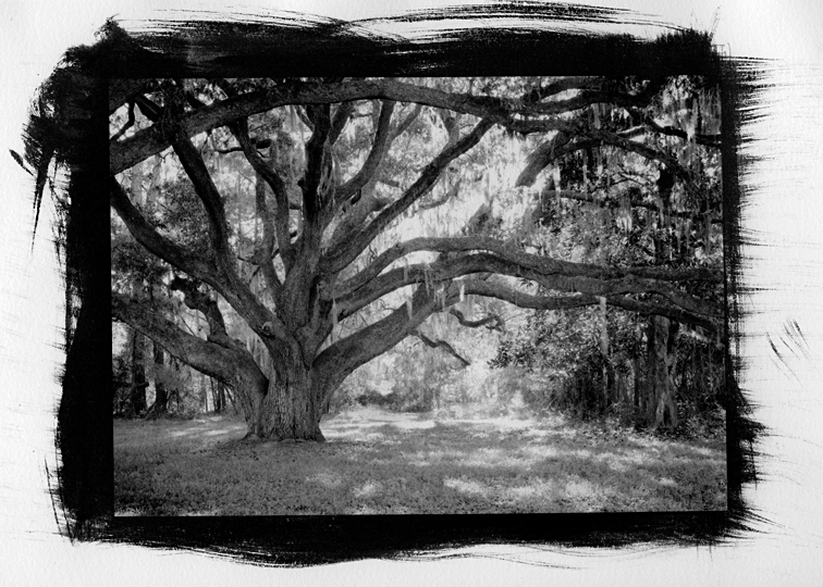 Live Oak 5x7 pt/pd