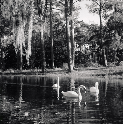 Swans at Brookgreen