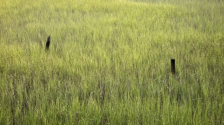 Marsh Grass in Rain