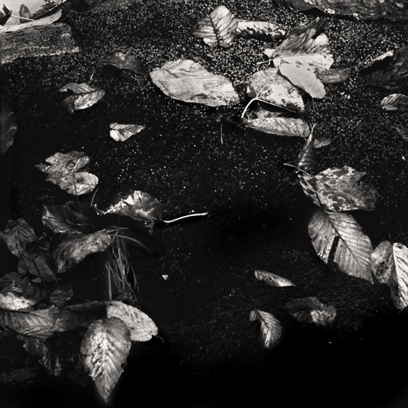 Fallen Leaves  on Moss Covered Rock