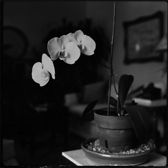 Orchid in Mono Pinhole Image