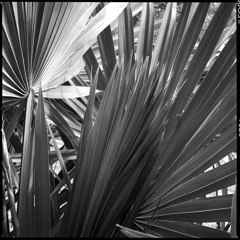 Palm Fan 1