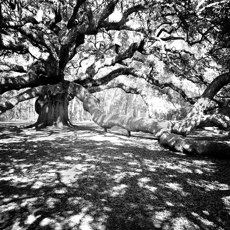 The Angel Oak