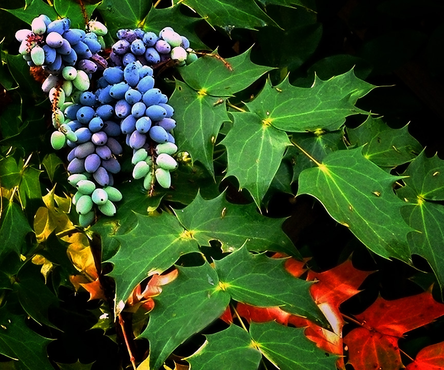 Mahonia Berries<br><Font size=1>Mahonia bealei