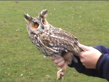Hornuggla - Long-eared Owl (Asio otus)
