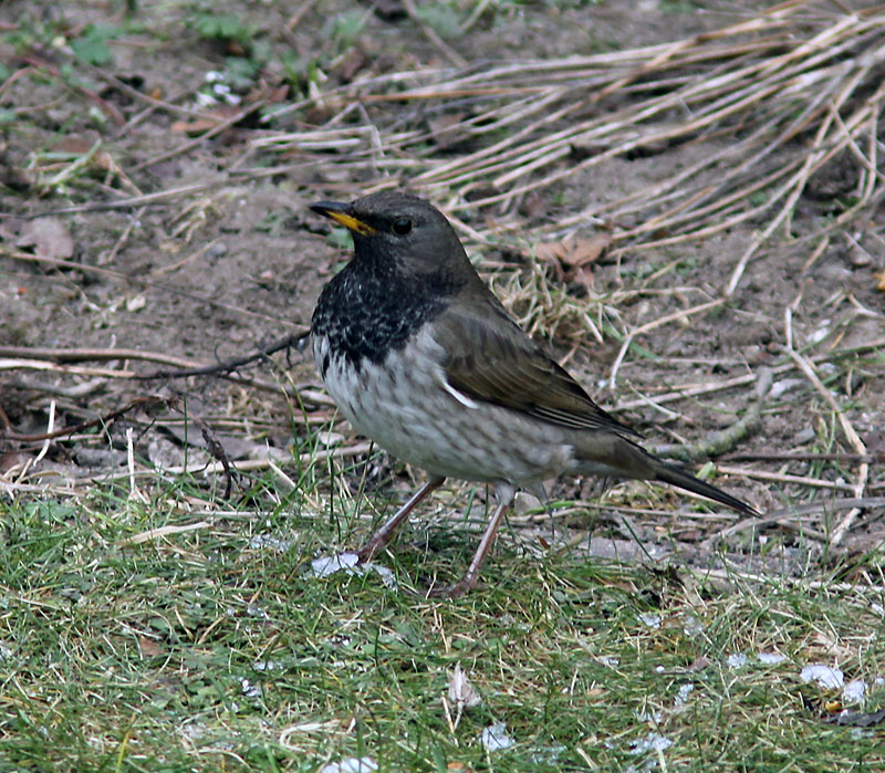 Svarthalsad trast - Black-throated Thrush (Turdus atrogularis)