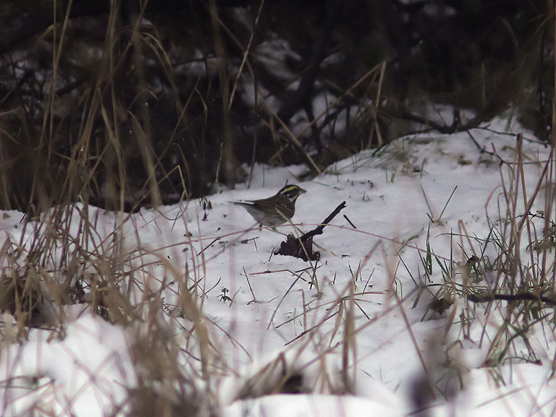 Gulbrynad sparv - Yellow-browed Bunting (Emberiza chrysophrys)