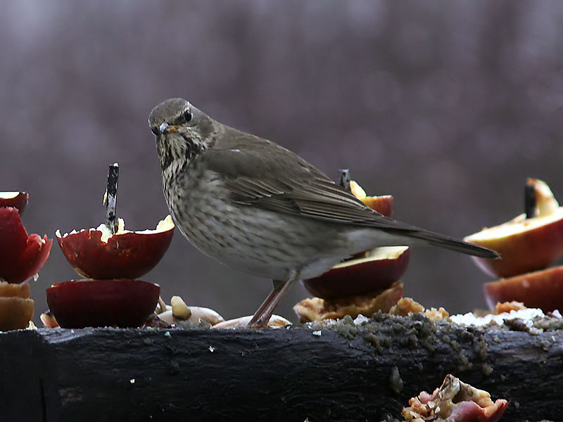 Svarthalsad trast - Black-throated Thrush (Turdus atrogularis)