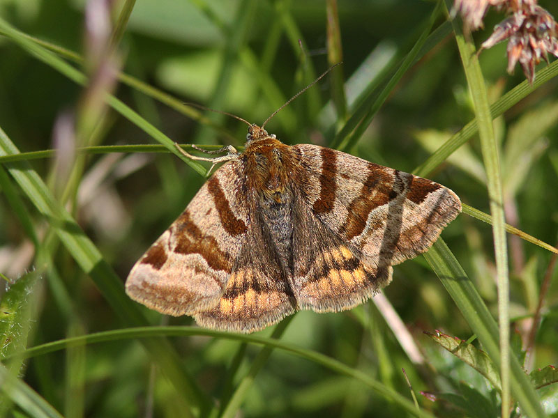 Gulbrokigt sltterfly - Burnet Companion (Euclidia glyphica)