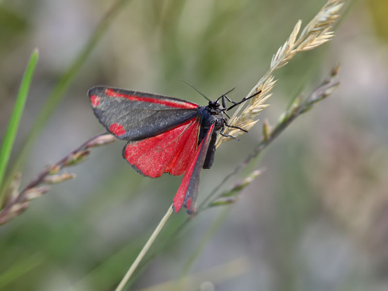 Karminspinnare - Cinnabar moth (Tyria jacobaeae)