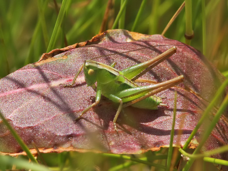 Grn hedvrtbitare - Bush cricket (Metrioptera bicolor)