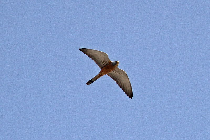 Rdfalk - Lesser Kestrel (Falco naumanni)