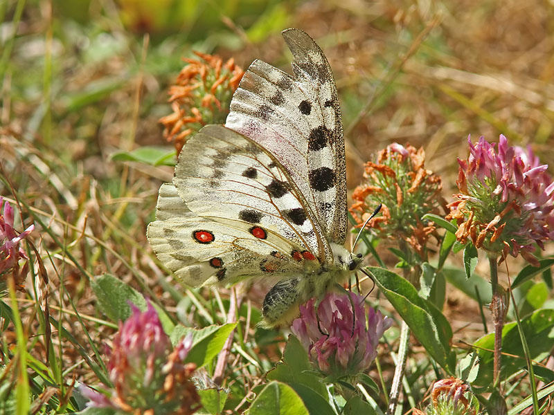 Apollofjril - Apollo (Parnassius apollo)