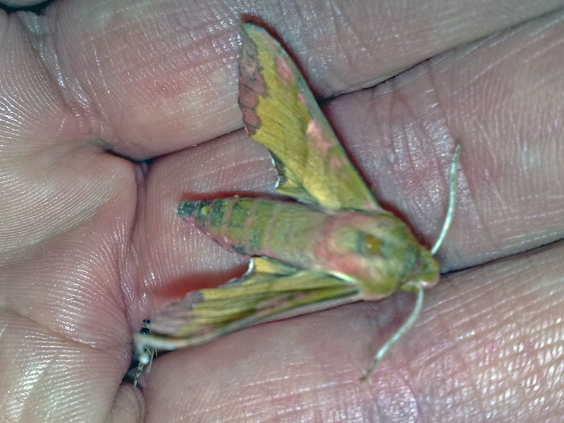 Mindre Snabelsvrmare - Small Elephant Hawkmoth (Deilephila porcellus)