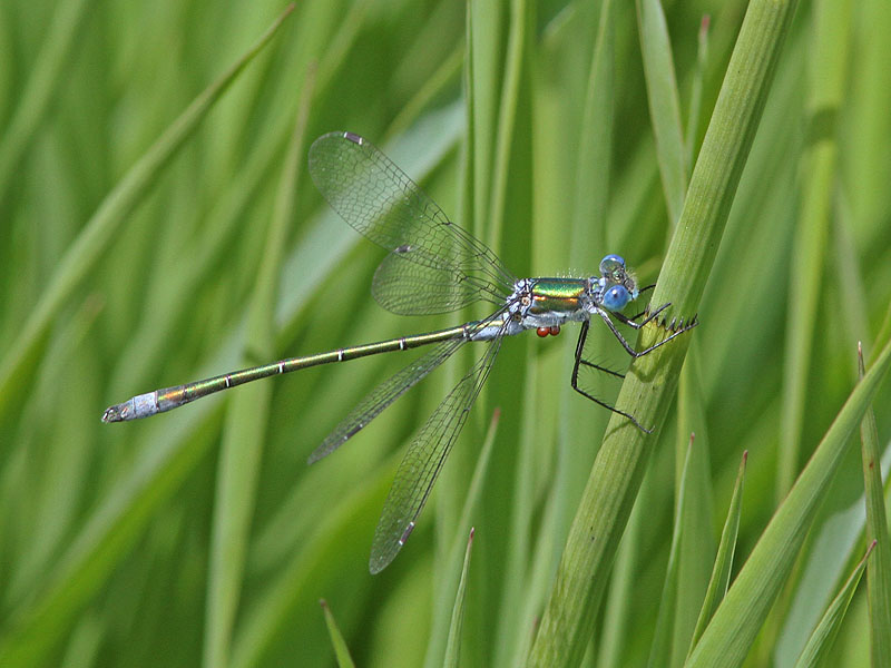 Kraftig smaragdflickslnda - Scarce Emerald Damselfly (Lestes dryas)